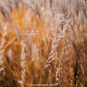 失落沙洲（翻自 徐佳莹）