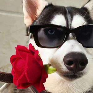 幸福镜头里的永恒定格