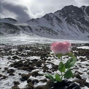 我将玫瑰藏于身后