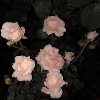 快手热歌丨花的清香像极了你的美丽