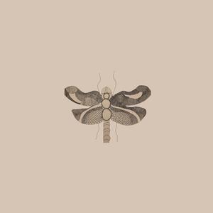 Dragonflies