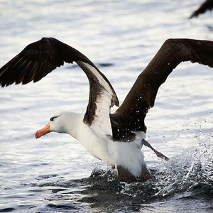 Copilu Meu Ce Te-Am Iubit