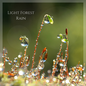 Light Forest Rain Long