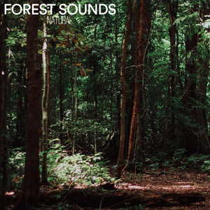 Forest Sounds
