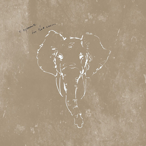 elephant in the room