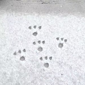 雪季（cover 白鹿）