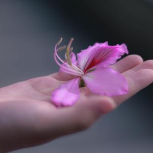 一花依世界（翻自 洛天依）