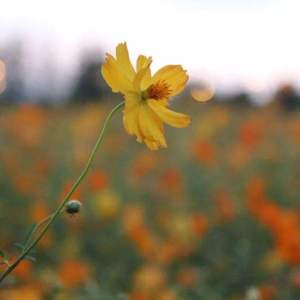 故事的小黄裙（Prod by：吉爸爸）