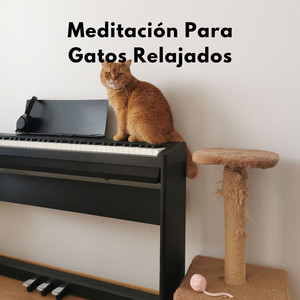 Momentos Soñadores Felinos