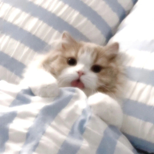 劫（翻唱王雨桐）（翻自 王 雨桐）