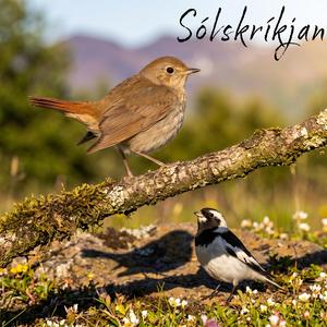 Sólskrikjan