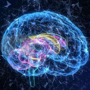 阶梯计划之只送大脑