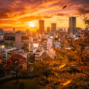 黄金の秋の落陽.1.0.