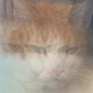 Pabu