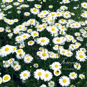 태양을 향해 달리다