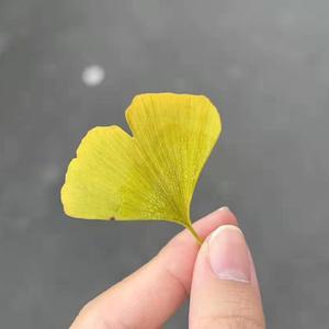 如果说(王怡鑫/依依)