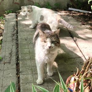 简州宝宝我的小猫咪