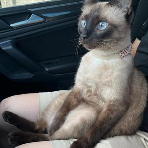 Wya 2 (feat. soekll)