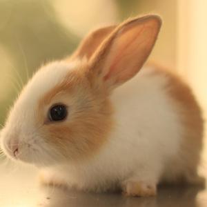 黑眼睛小兔子 (3)