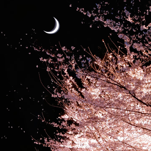 夜樱