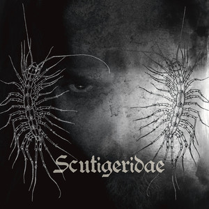 Scutigeridae