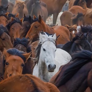 Run Free（3D 环绕版）（Salao remix）