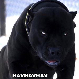 HAVHAVHAV