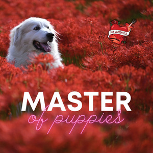 Master of Puppies