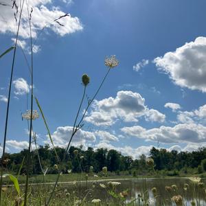 Aquilo