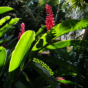 やんばるくいな