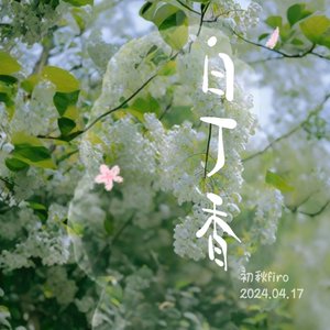 白丁香