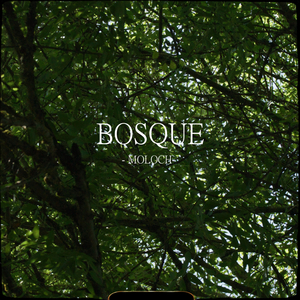 Bosque