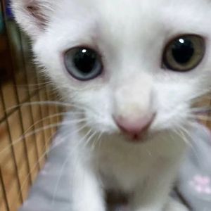 薄荷luv（薄荷爱）