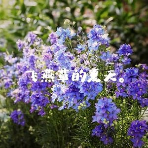 飞燕草的夏天