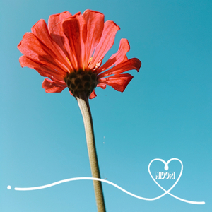 リニューアルデイズ