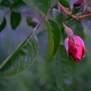 Aboriginals (Original Mix)