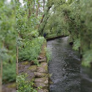 Morriña