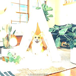 微妙的可爱的狗心情