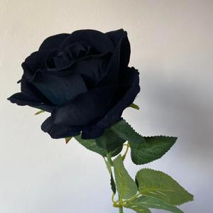 how it go (roommate)