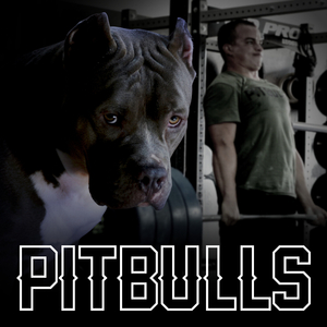Pitbulls