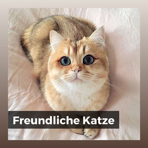 Katzenmusik