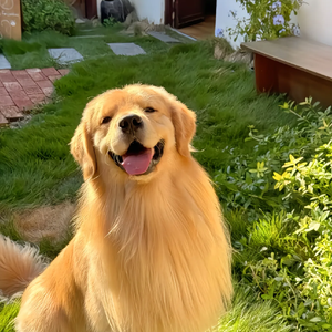 杀死那个石家庄人