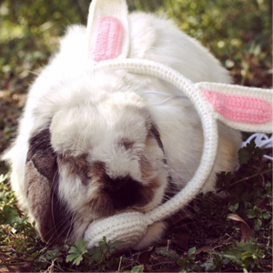 DUBSTEP FOR BUNNIES