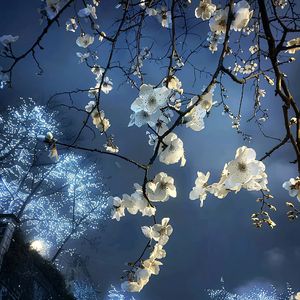 花（prod by EVO MUSIC）