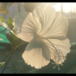 불타올라 (Burn Up)