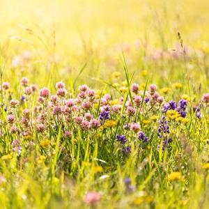 不跪的花 (Remix)