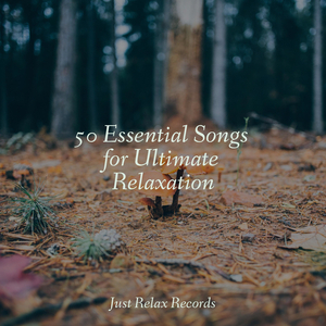 Solitary Sanctuary's Warmth