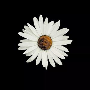 (震撼低音炮）VodKe - O c t o p u s (Orginal Mix)