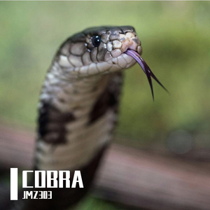 cobra