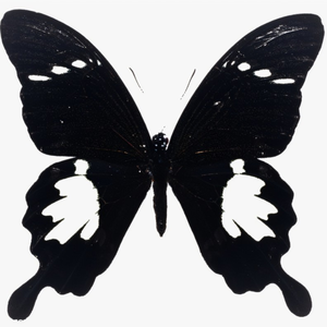 黑色蝴蝶结（Prod.by.Lv9）